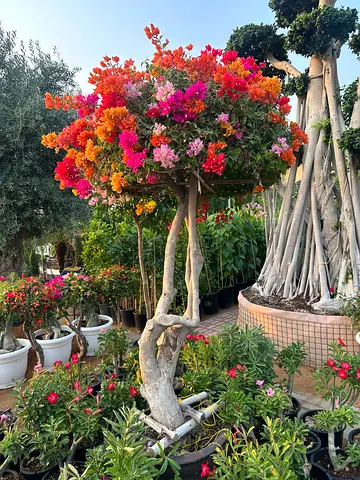 Bougainvillea Multi-Color Mature Tree – Vibrant Garden  Villa Landscaping