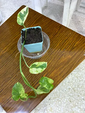plant for sale