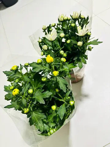 Beautiful Potted Plant for Your Home