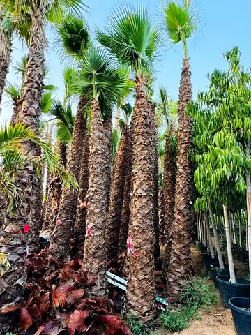 Beautiful Palm Trees for Your Garden