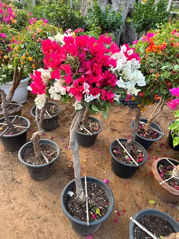 Bougainvillea Multicolor