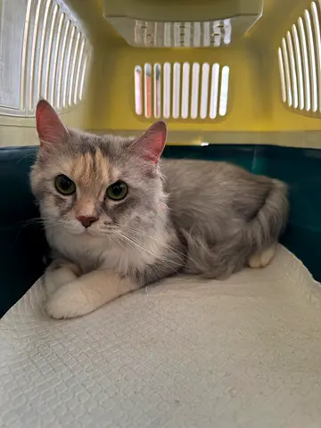 Lovely Grey and Cream Turkish Angora Looking for a New Home