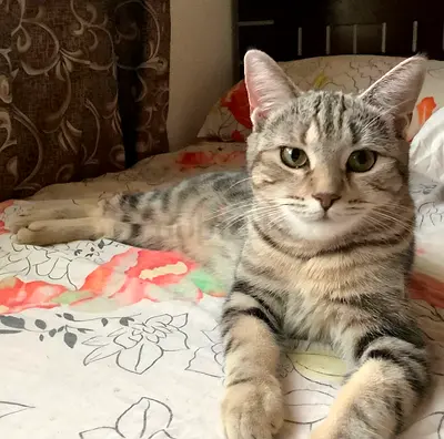 American Shorthair kitten