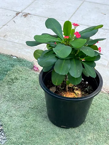 Beautiful Potted Euphorbia Plant for Sale