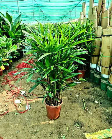 Lushgreen Raphics  Plant - Perfect for Your Home Décor