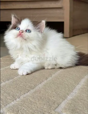 Cinnamon bi color | WCF pedigree | DELIVERY