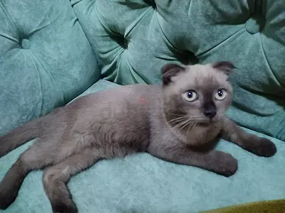 Free cats for adoption