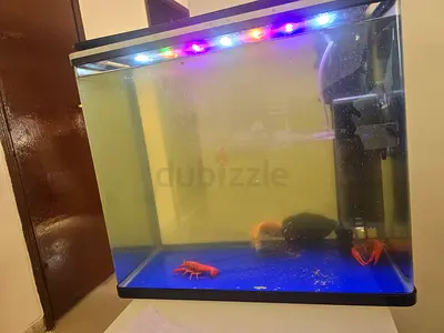 Aquarium 50*40*30with all astuff
