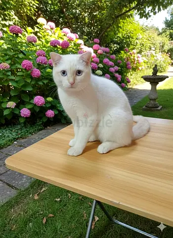 cat for free adoption