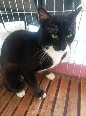 CAT FOR FREE ADOPTION