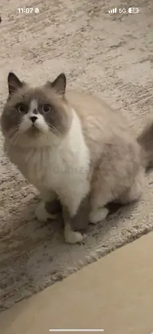Lost cat in Sharjah al jazzat