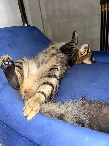 Cat for free adoption