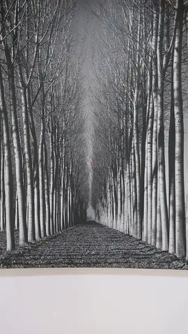 Stunning Black and White Photography of a Tree-Lined Pathway