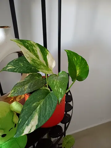 Beautiful Pothos Plant for Sale