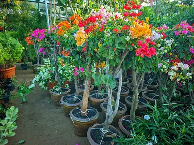 Mix Color Bougainvillea Plants in Pots for Sale