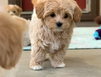 Cute Maltipoo puppies available for adoption