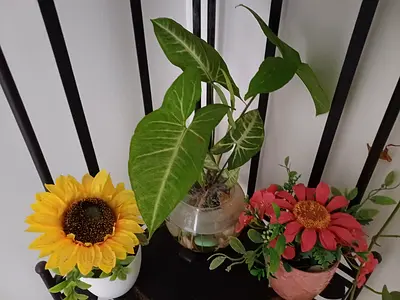 Charming Indoor Plants and Floral Arrangements for Your Home