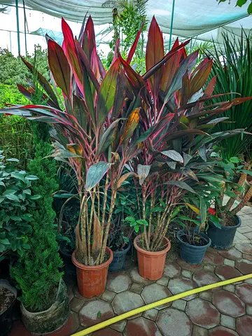 Beautiful Cordiline  Plants for Your Home