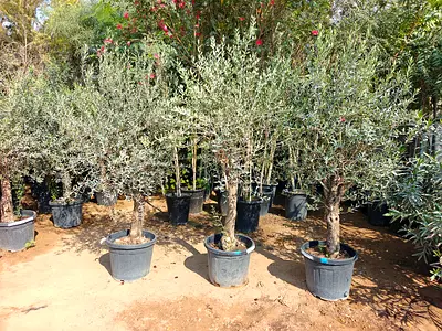 Spanish Olive Trees for Your Garden