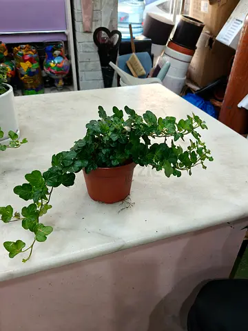 English Ivy Plant
