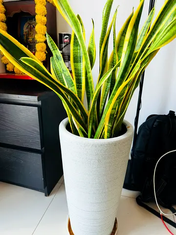 Stylish Indoor SNAKE PLANT + Elegant New PLANTER