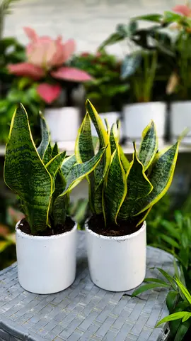 Snake plant combo offer