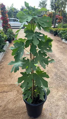 Fig Tree 140cm – Beautiful Outdoor Decorative Plant (AED 110)