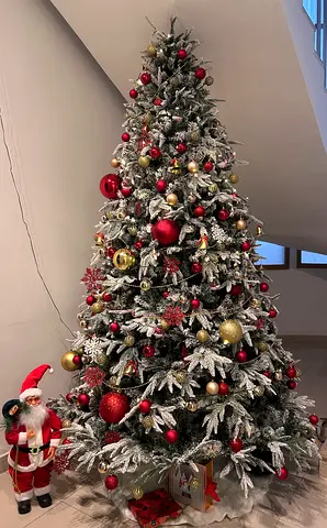 Beautiful Christmas Tree without decoration or ornaments. Height 2.7 m,