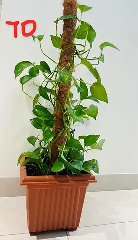 Beautiful Indoor Plants