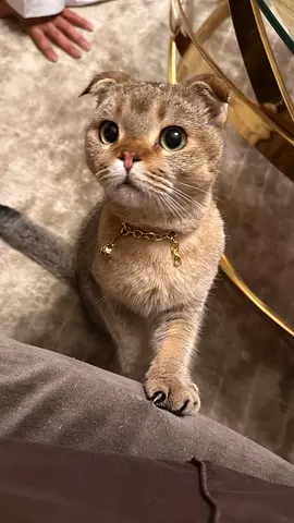 قطه أنثى للتزاوج فقط