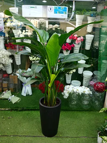 Bird of paradise plant