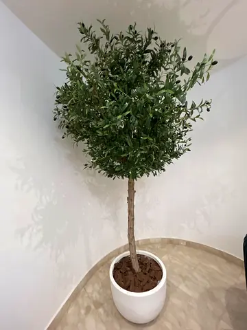 Beautiful Artificial Olive Tree for Home Decoration