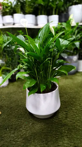Piece Lilly indoor plant