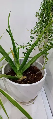 plant for sale