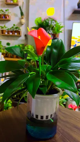 Philodendron indoor plant for sale