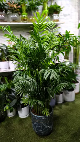 chamaedorea indoor plant