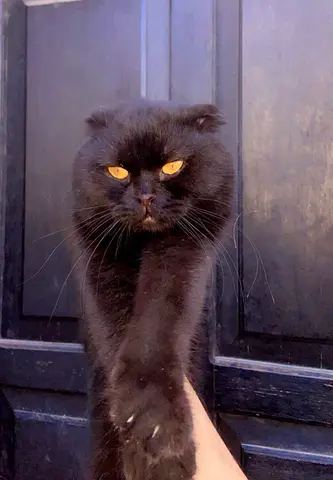 سكوتش فولد اسود