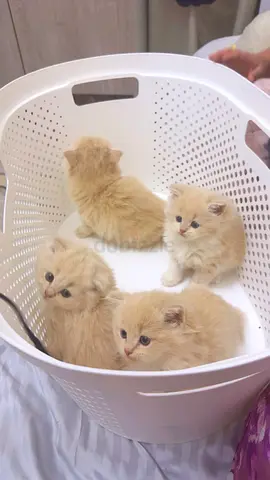 القطط العدد4