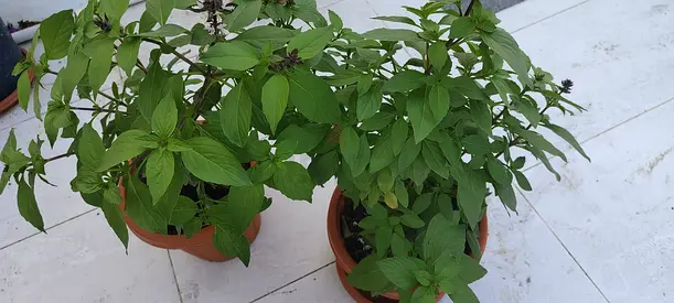 Fresh Basil Plants for Sale