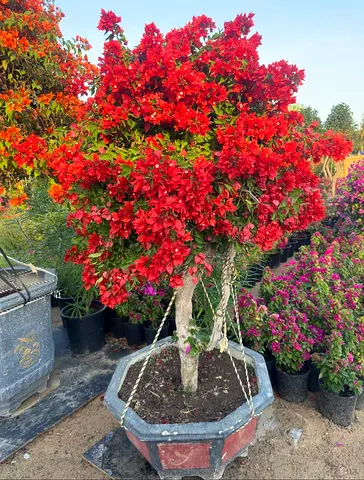 Bougainvillea Red – Vibrant Outdoor Blooms for UAE Gardens