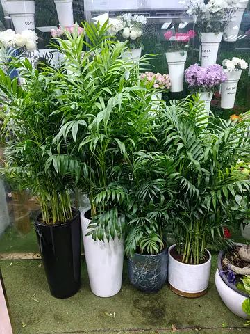 Chamadarya indoor plant