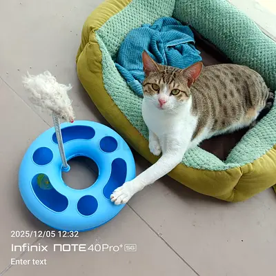 Free cat for adoption