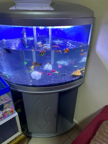 Vibrant Fish Aquarium with Colorful Fish for Adoption