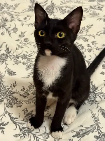 kitten for adoption (free)