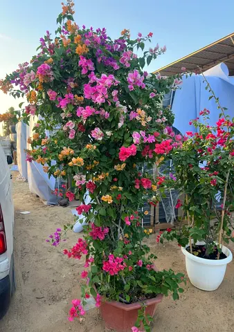 Bougainvillea Multicolor – Rare Mixed Blooms in Premium Pot