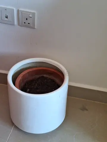 Plant pot
