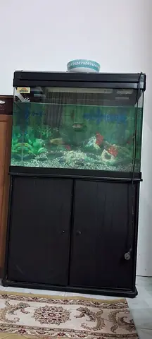 Elegant Aquarium with Fish and Stand for Sale