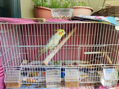 Cockatiel looking for new home