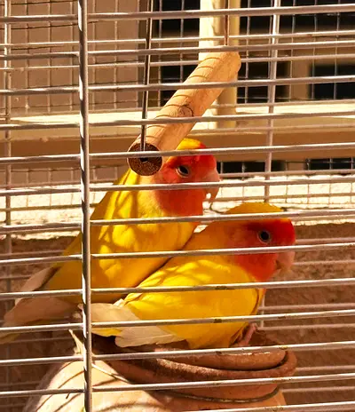 African Love Birds and Sturdy Bird Cage, Mud pot with Stand in Good Condition