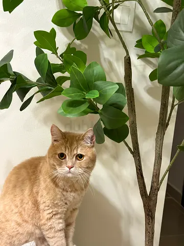 Cat British short Hair